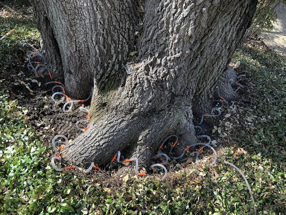 Detailed Tree Cabling and Bracing job site in Flatgap